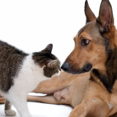 Picture of cat and dog